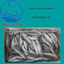 frozen round scad mackerel 