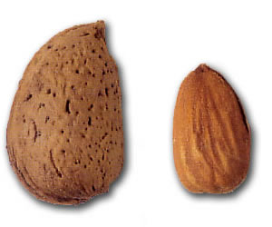 Inshell almonds