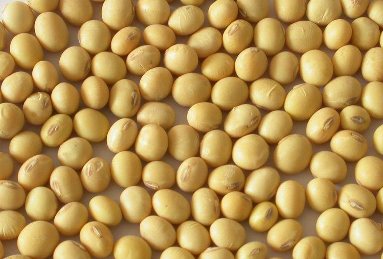 Soya