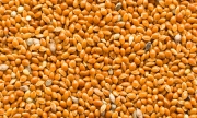 Red Millet