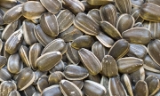 Striped Sunflower Seeds