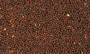 Canola Seeds