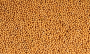 Yellow Mustard Seeds