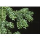 Abies Balsamea Seeds (Balsam Fir Seeds)