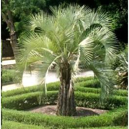 Palms, ნერგების