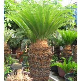 Palms, φυτά