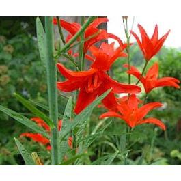 Lilium Concolor Strictum Seeds (Lily Seeds)