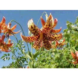 Lilien-Samen