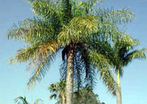 Palms, palm tree