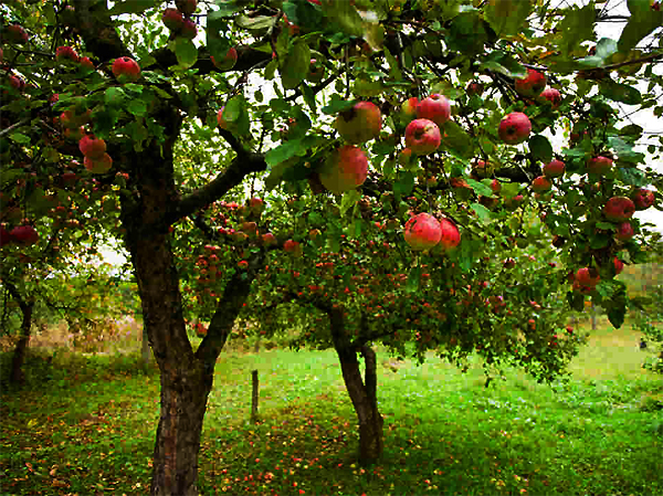 Fruit trees