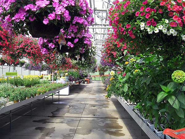 Greenhouse plants