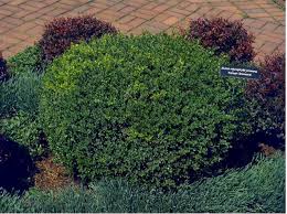 Evergreen shrubs