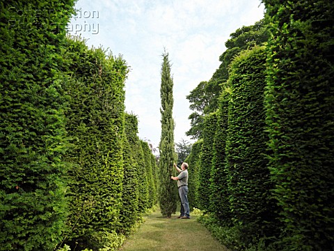 চিরহরিৎ গাছ
