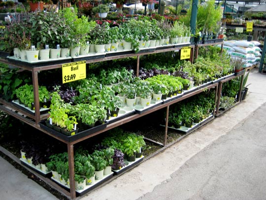 Jonge planten van de kwekerij