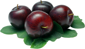 Black Plum