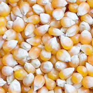 Yellow Corn