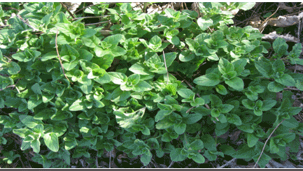 Herba