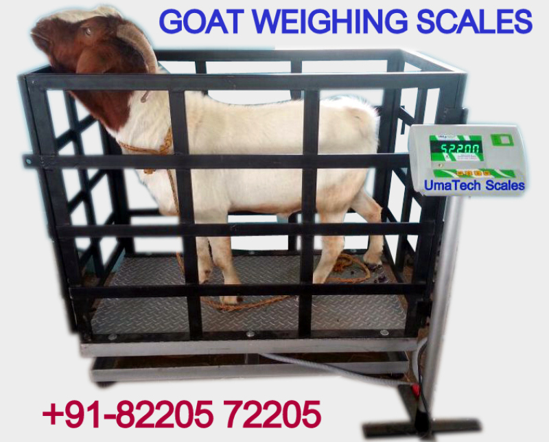 Goat Weighing Scales Upto 300 Kg