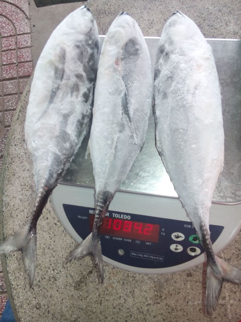 Horse Mackerel