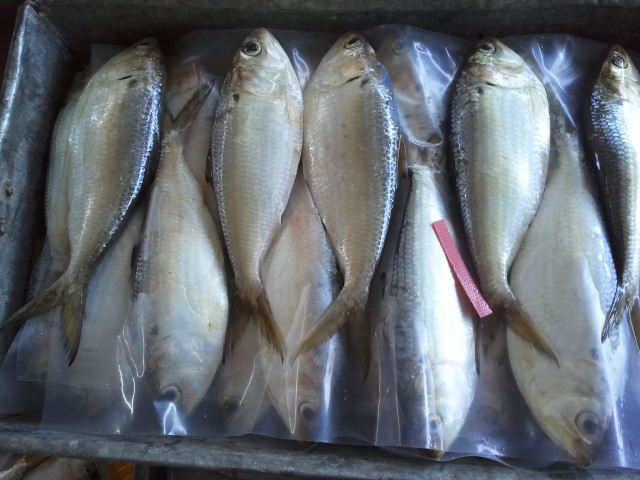 Pangasius filee