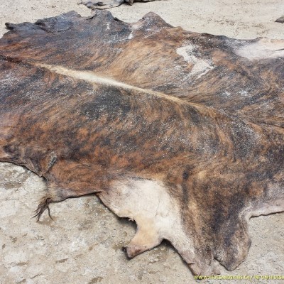 WET SALTED CATTLE HIDES