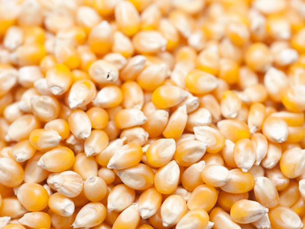 YELLOW MAIZE: (Botanical name- Zea mays)