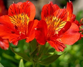 Alstroemerias, დაჭრილი