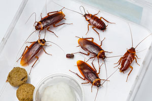 Cockroach Control