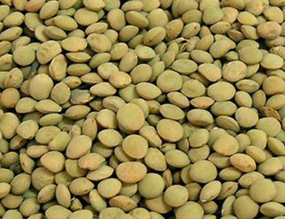  Green lentils