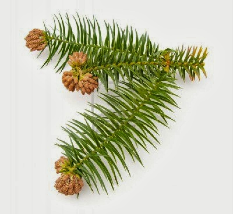 Fir