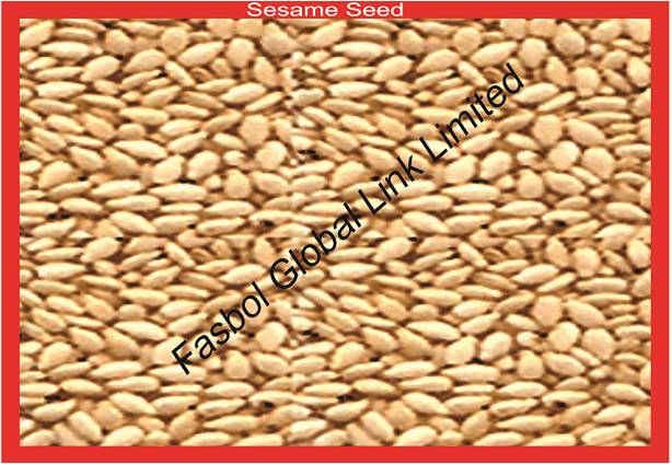 SESAME SEED (Sesamum Indicam) 