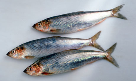 Aringa