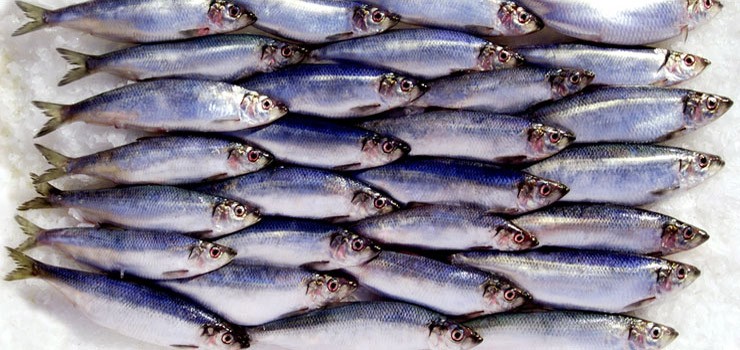 North Sea Herring