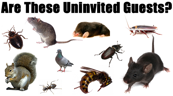 General Pest Control in the Phoenix Area