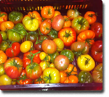 Fresh tomatoes