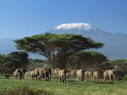 http://www.africanjoysafaris.com/index.php/nairobi-safaris/3-days-amboseli-national-park