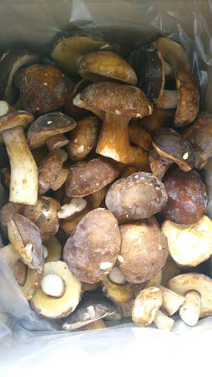 DRY BOLETUS BULK