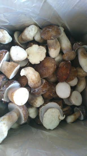 DRY BOLETUS BULK