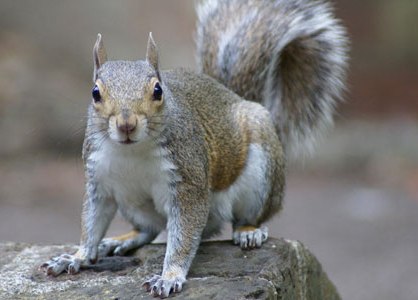 Squirrel Removal in Vancouver BC