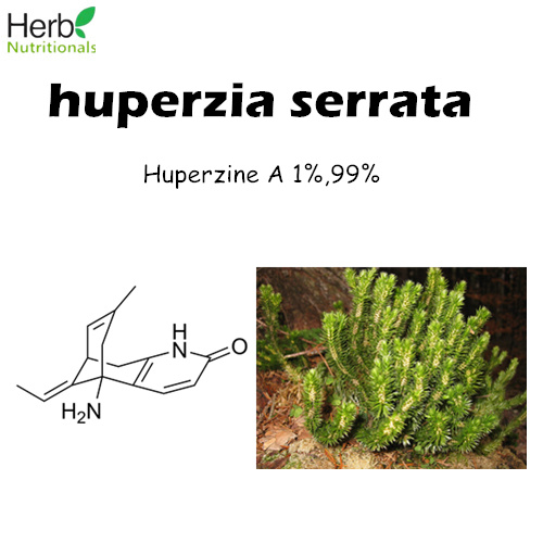 Huperzine A (Huperzia serrata) extract 1%,99%