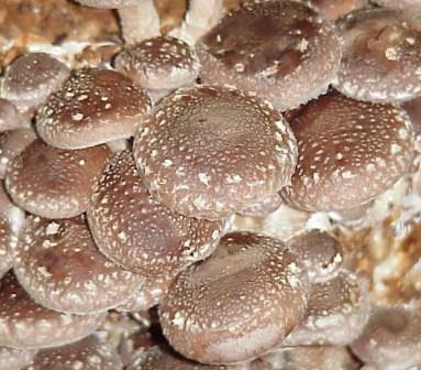 Shiitake mushroom dehydrated