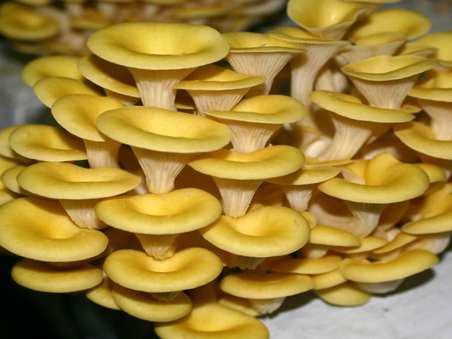 Mushrooms Pleurotus citrinopileatus