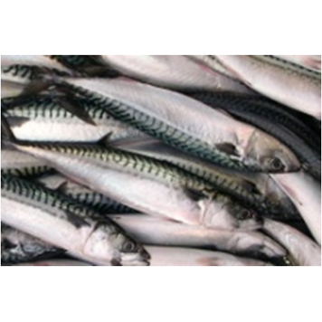 Frozen Whole Mackerel