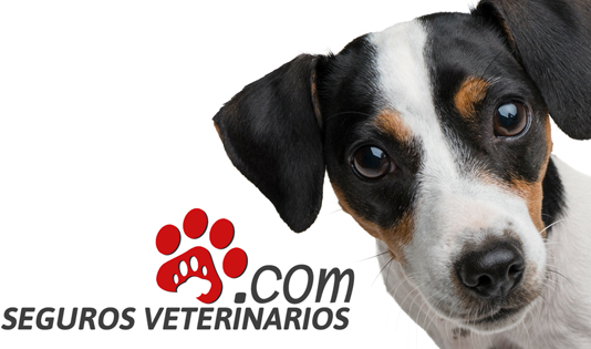 Veterinary services, specialties