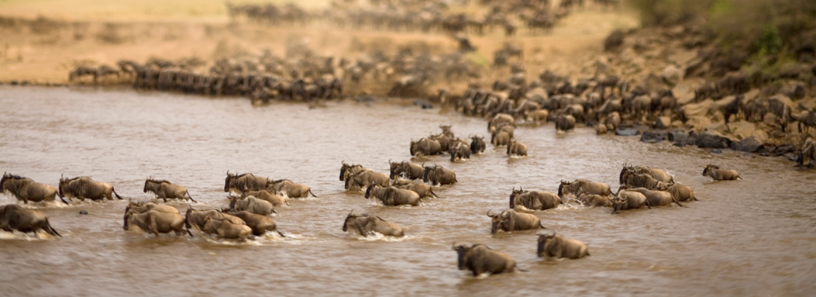 4-Day Maasai Mara & Lake Nakuru Budget Travel