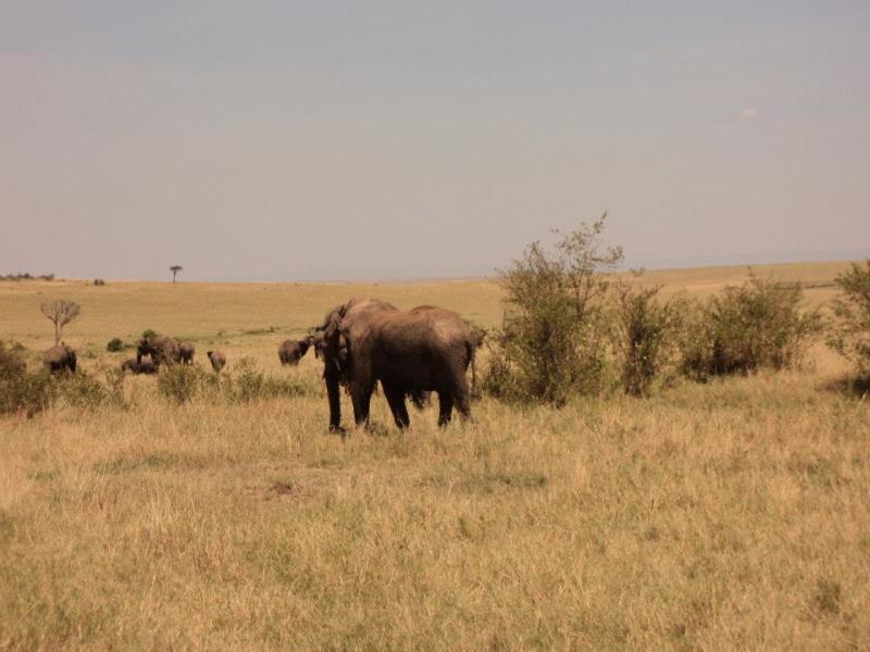 6-Day Tanzania Wildlife Low Cost Budget Camping Safari