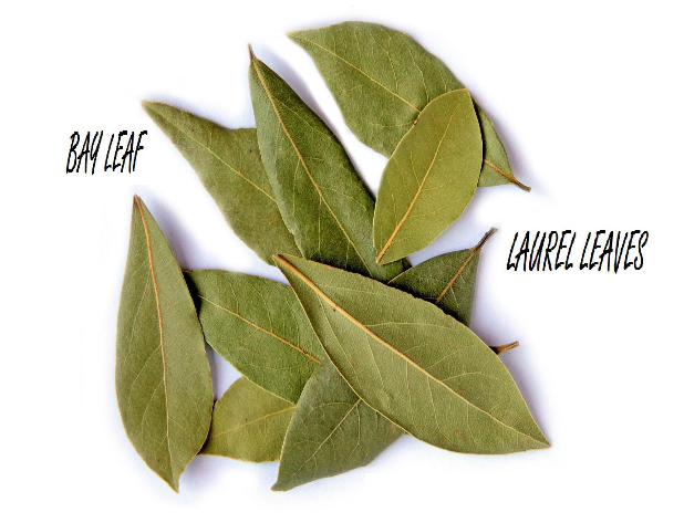 BAY LEAF / LAUREL LEAVES