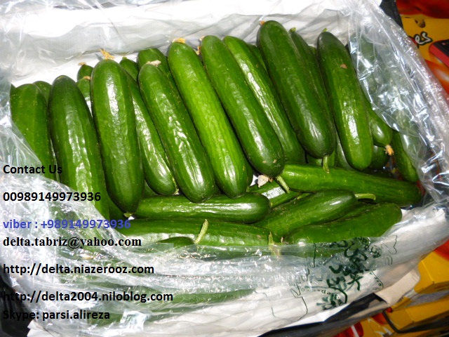 Eating cucumber and rub on the forehead to relieve headaches Bvbydn, if it is due to the predominance of bile is helpful. Cucumber drops of water pouring from the nose and smell it to relieve hot flashes, insomnia, low fret useful. Cucumber to meet the mos