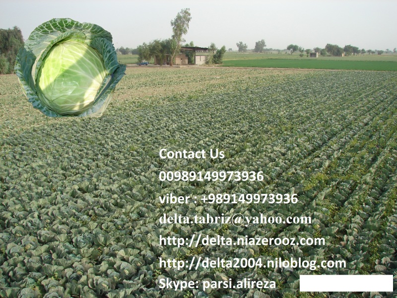 Cabbage Brussels sprouts, high folic acid to prevent birth defects of the nervous system of the fetus, the pregnant women and people with cardiovascular disease, is recommended. Brussels vitamin A than other cruciferous vegetables is preferred.