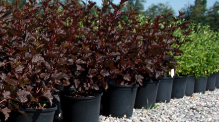 Nursery Containers